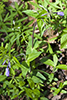 wild blue phlox