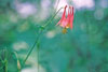 wild columbine