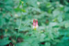 wild columbine