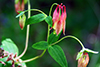 wild columbine