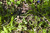 wild columbine