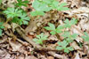 wild geranium