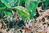 wild ginger