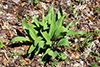 wild leek