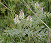 wild licorice