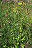 wild parsnip