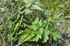 wild parsnip