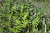 wild parsnip