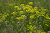wild parsnip