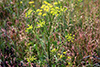 wild parsnip