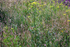 wild parsnip