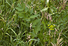wild parsnip