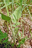 wild radish