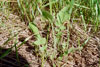 wild radish