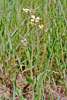 wild radish
