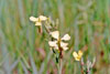 wild radish