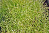 winged pigweed