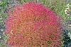 winged pigweed