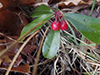 wintergreen