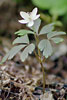 Wood Anemone