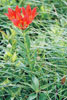 wood lily