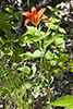 wood lily