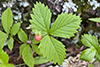 woodland strawberry