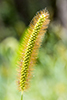 yellow foxtail