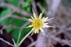 yellow goat’s beard
