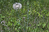 yellow goat’s beard