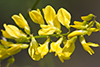 yellow sweet clover