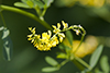 yellow sweet clover