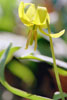 White Trout Lily