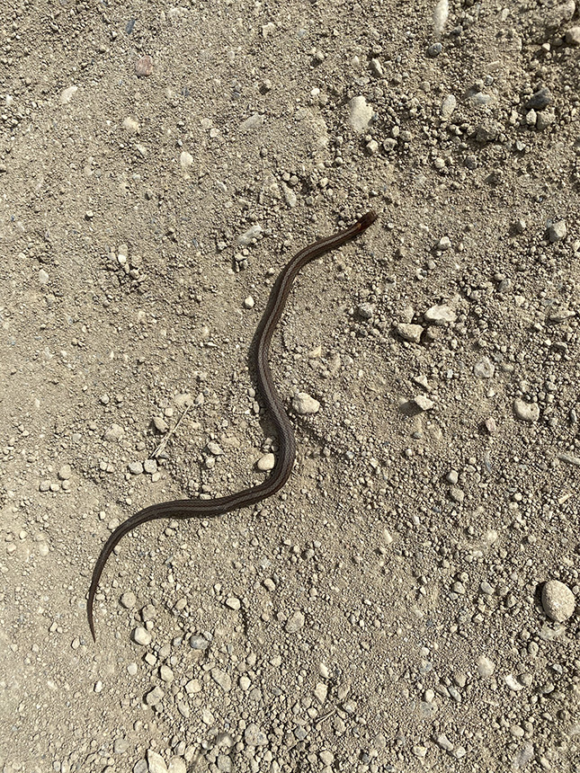 Minnesota Seasons Dekay’s brown snake