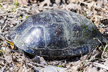 Blanding’s turtle
