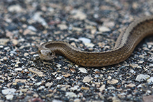 Dekay’s brown snake