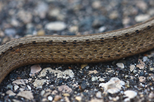 Dekay’s brown snake