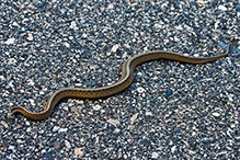 Dekay’s brown snake
