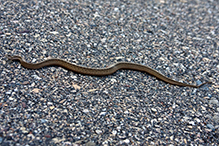 Dekay’s brown snake