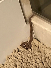 Dekay’s brown snake