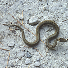 Dekay’s brown snake