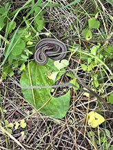 Dekay’s brown snake