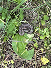 Dekay’s brown snake