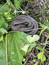 Dekay’s brown snake