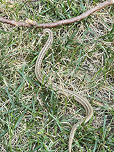 Dekay’s brown snake