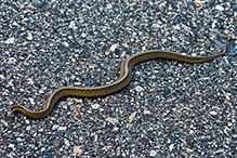 Dekay’s Brownsnake
