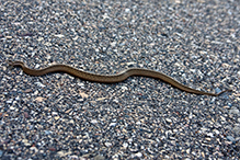 Dekay’s Brownsnake