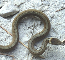 Dekay’s Brownsnake