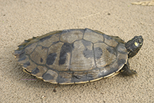 Ouachita map turtle