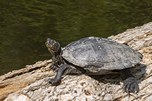 Ouachita map turtle